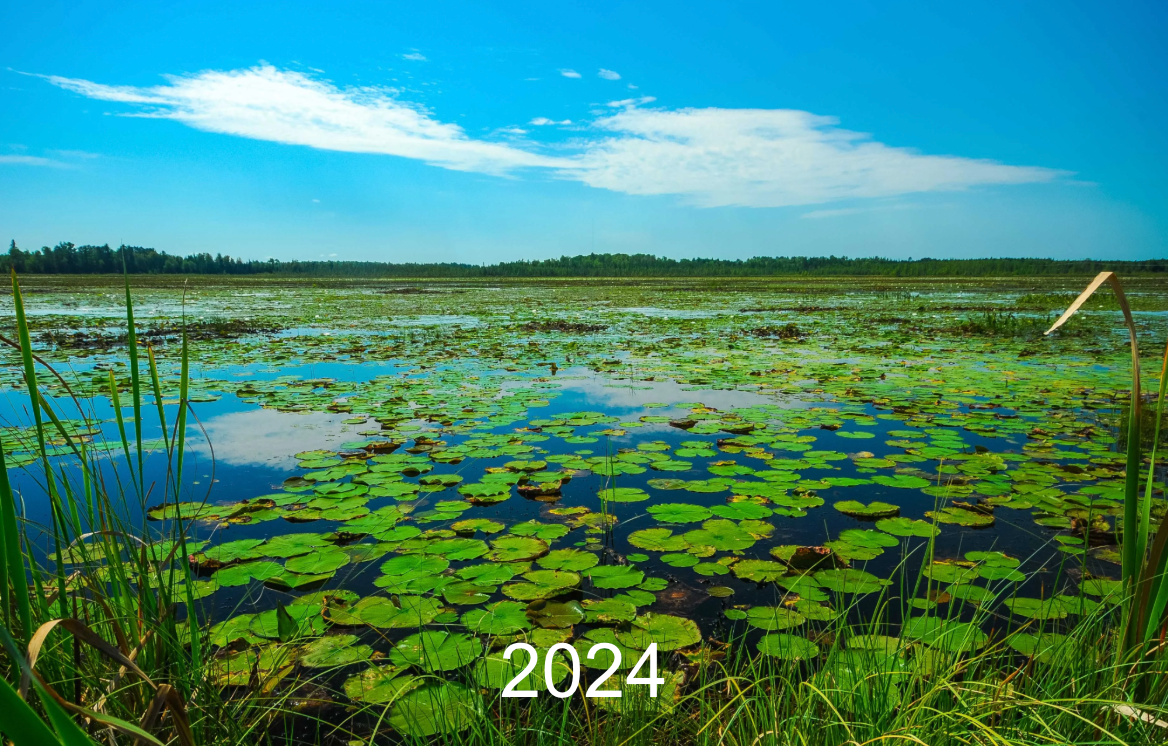 Spur Lake in 2024 with little wild rice
